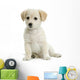 Jeune Labrador Wall Decal