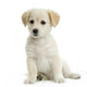 Jeune Labrador Wall Decal