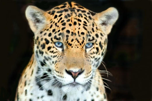 Head Shot Baby Jaguar Wall Decal