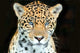 Head Shot Baby Jaguar Wall Decal