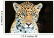 Head Shot Baby Jaguar Wall Decal