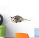 Common Opossum Wall Decal