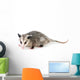 Common Opossum Wall Decal