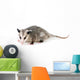 Common Opossum Wall Decal