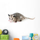 Common Opossum Wall Decal