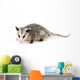 Common Opossum Wall Decal