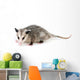 Common Opossum Wall Decal
