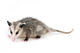 Common Opossum Wall Decal