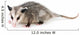 Common Opossum Wall Decal