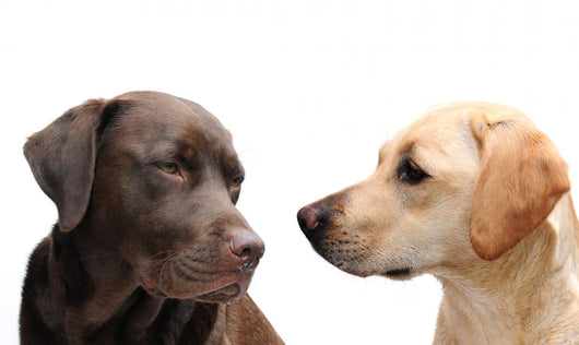 Looking Each Other Wall Decal