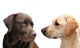 Looking Each Other Wall Decal