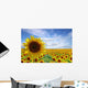 Flowers Sunflower Plantation Wall Decal