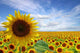 Flowers Sunflower Plantation Wall Decal