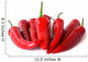 Chile Pepper Wall Decal