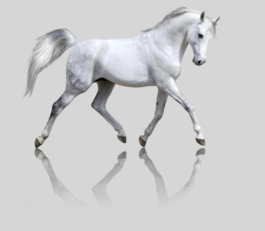 White Horse Gray Wall Decal