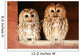 Two Tawny Owls Wall Decal
