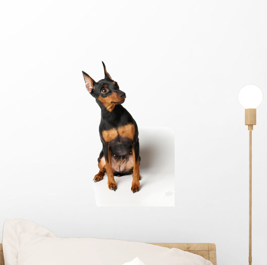 Miniature Pinscher Looking up Wall Decal