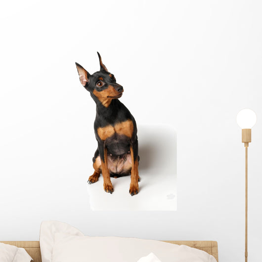 Miniature Pinscher Looking up Wall Decal