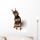 Miniature Pinscher Looking up Wall Decal