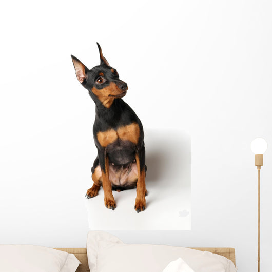 Miniature Pinscher Looking up Wall Decal