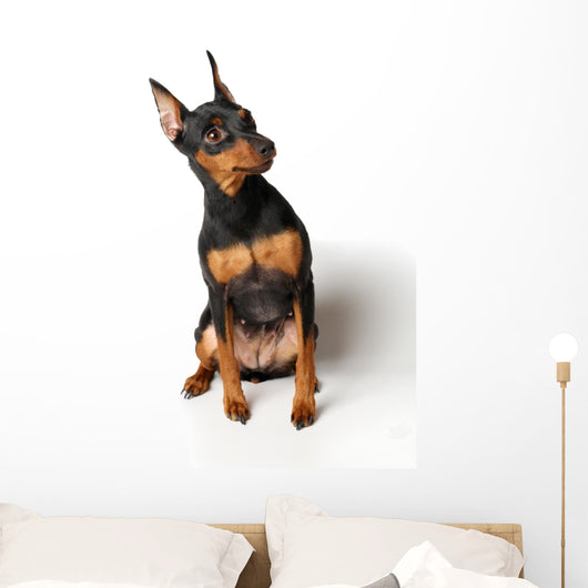 Miniature Pinscher Looking up Wall Decal