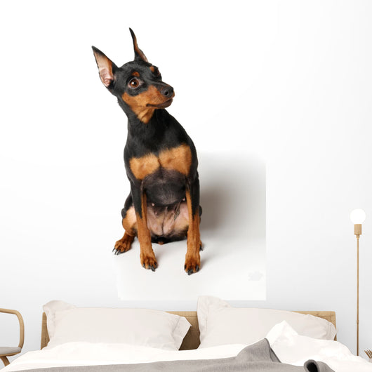 Miniature Pinscher Looking up Wall Decal