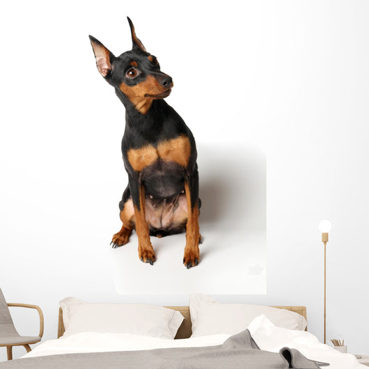 Miniature Pinscher Looking up Wall Decal
