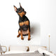 Miniature Pinscher Looking up Wall Decal