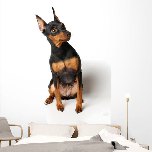 Miniature Pinscher Looking up Wall Decal