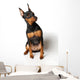 Miniature Pinscher Looking up Wall Decal