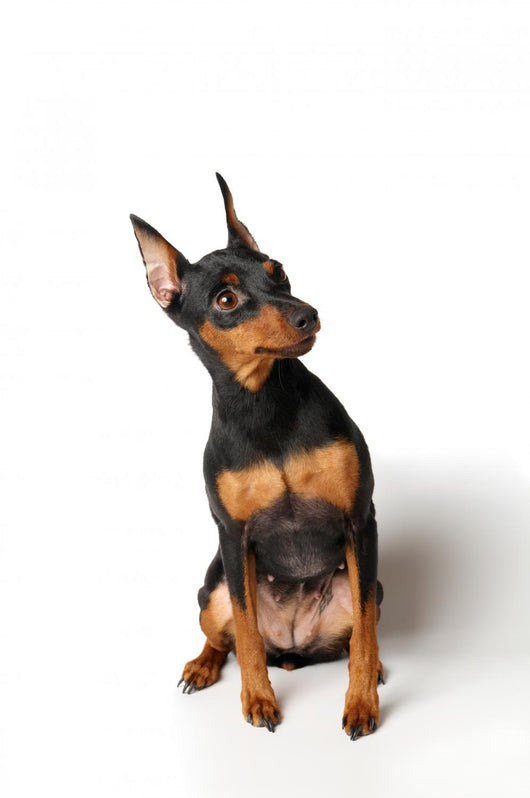 Miniature Pinscher Looking up Wall Decal