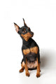 Miniature Pinscher Looking up Wall Decal