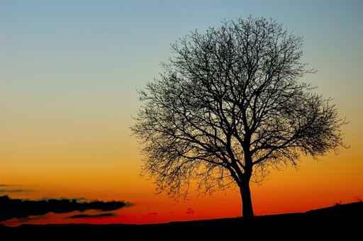 Atbre Solail Sunset Wall Decal