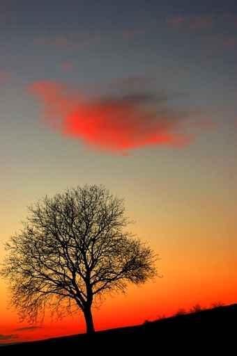 Sunset Tree Wall Decal