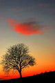 Sunset Tree Wall Decal