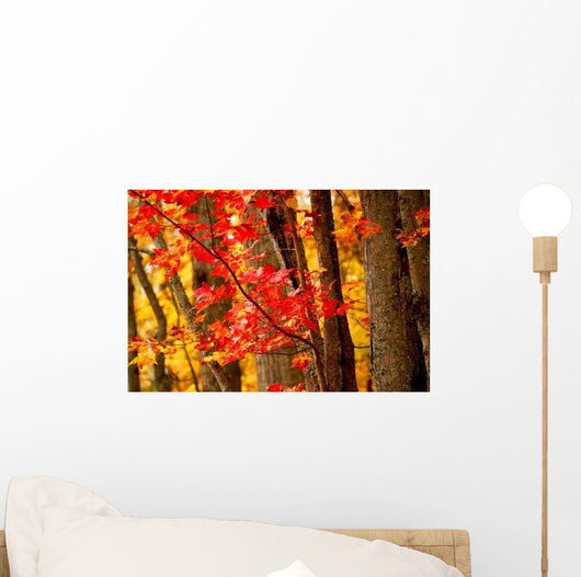 Fall Forest Wall Decal