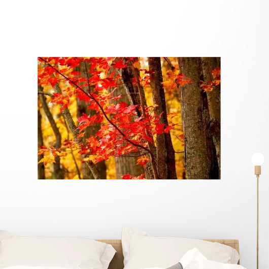 Fall Forest Wall Decal