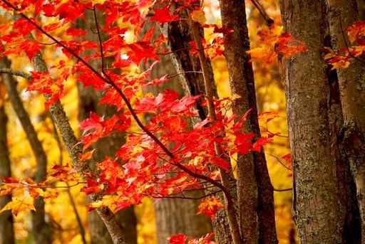 Fall Forest Wall Decal