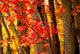 Fall Forest Wall Decal