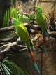 Two Parrots Wall Decal Design 1