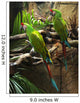 Two Parrots Wall Decal Design 1