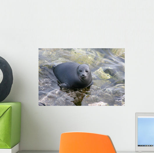 Baikal Seal Wall Decal