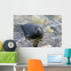 Baikal Seal Wall Decal