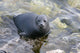 Baikal Seal Wall Decal