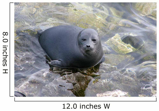 Baikal Seal Wall Decal