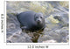 Baikal Seal Wall Decal