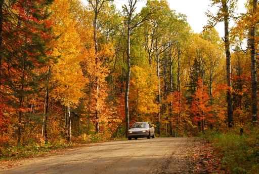Forest Road Wall Decal Design 1