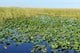 Everglades Wall Decal
