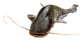 Big River Catfish Wall Decal