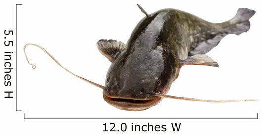 Big River Catfish Wall Decal